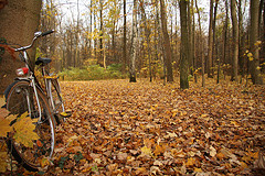 Fasanari in Autumn